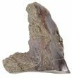 Rooted Triceratops Tooth - Montana #56475-1